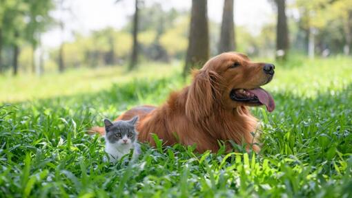 Chaton et chien couché dans l'herbe haute