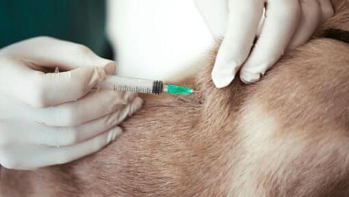 Vétérinaire donnant une injection