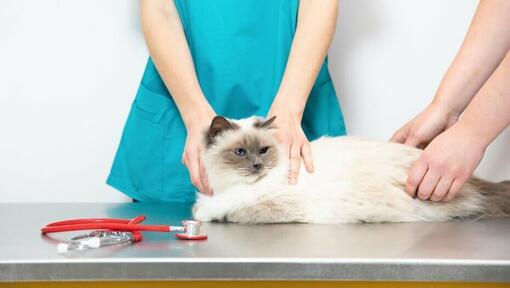 Chat blanc moelleux sur une table vétérinaire.