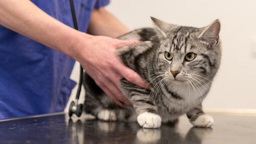 Vétérinaire examinant un chat.