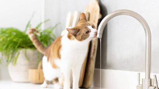 Chat brun clair et blanc buvant de l'eau d'un robinet.