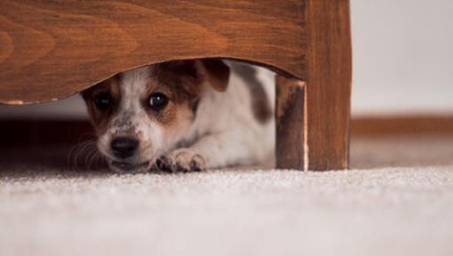 Petit chiot se cachant sous les meubles