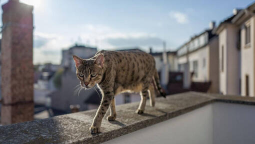 Le chat de la savane marche sur le balcon