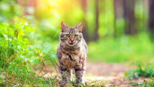 Le chat sibérien marche dans le bois