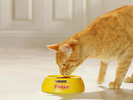 Purina Friskes Chat