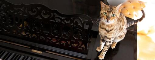 Bengal cat sitting on a piano while it's being played