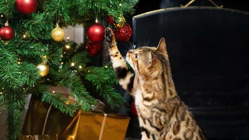 chat qui joue avec les décorations de Noel