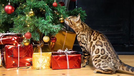 chat découvre le sapin de Noel