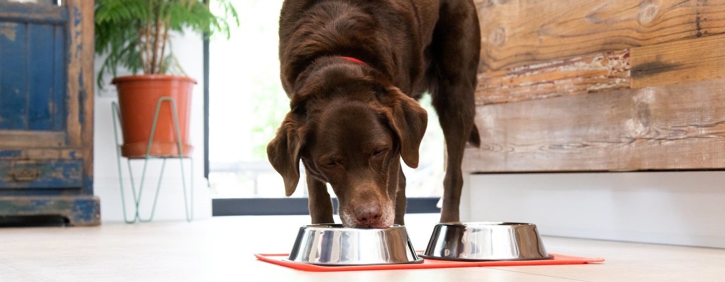  Labrador chocolat mangeant dans un bol