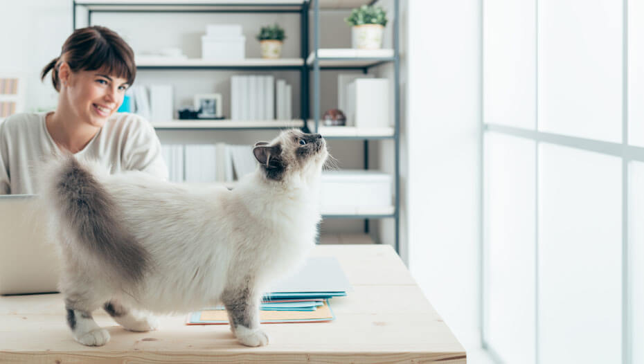 Femme avec chat sur un bureau