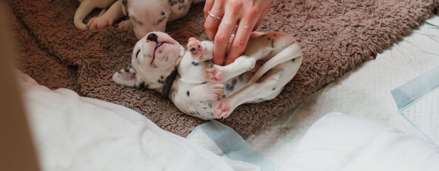 Accueillir un chien adulte : les règles à suivre