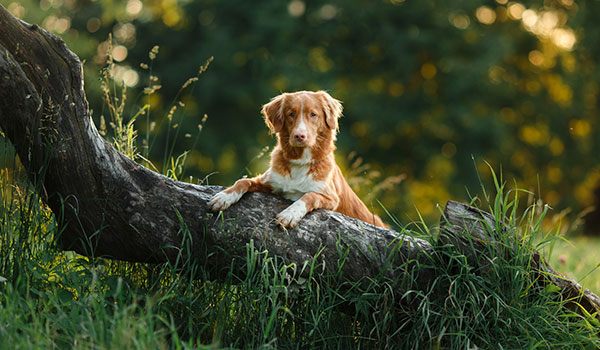 Chien sur l'arbre