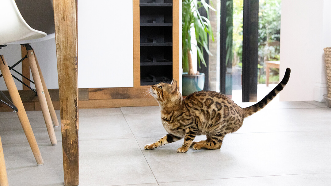 Chat s'apprête à sauter dans la cuisine