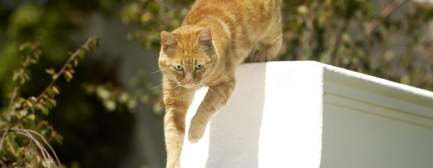 chat gingembre sautant de la porte à l'extérieur