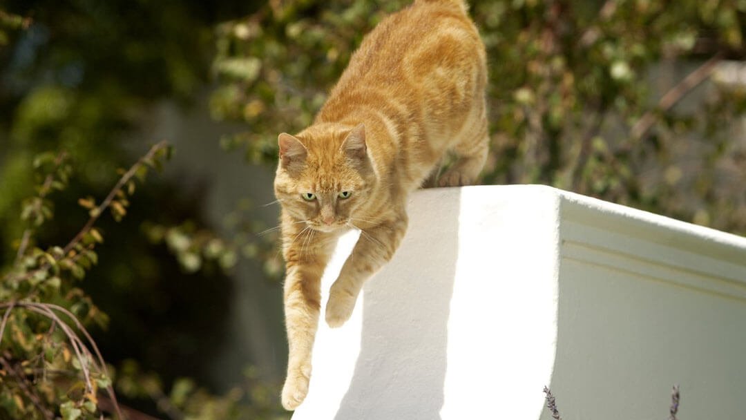 chat gingembre sautant de la porte à l'extérieur