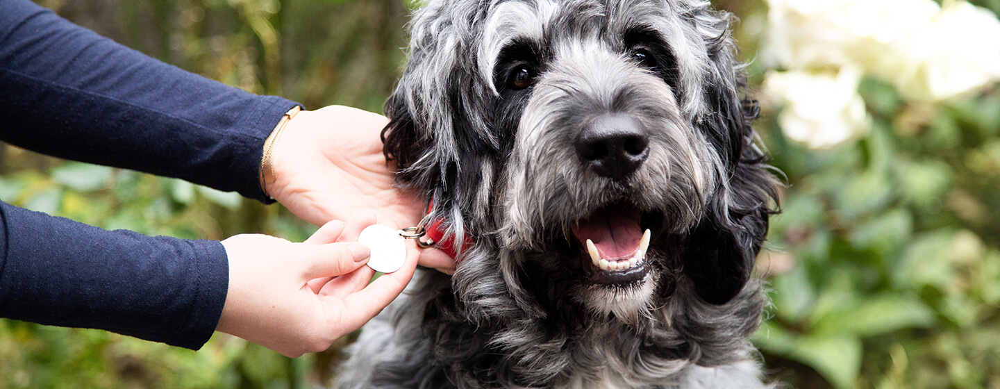 Regardant le collier de chien