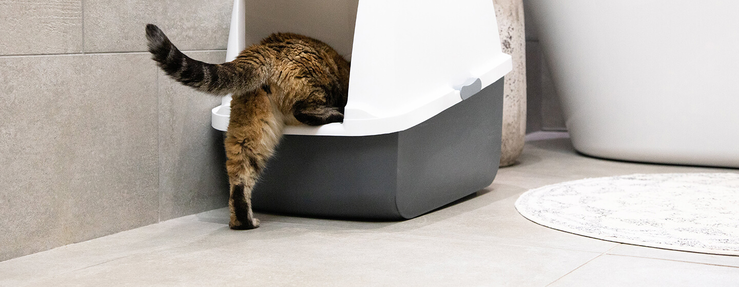 Du sang dans les urines de mon chat comment réagir ? Purina