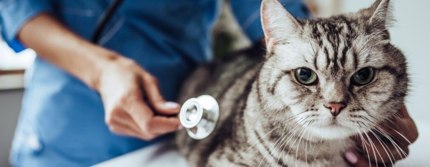 Chat chez le vétérinaire avec un stéthoscope