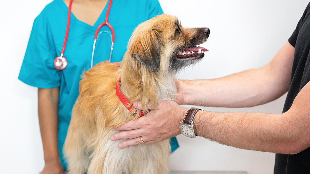 Propriétaire tenant un chien chez les vétérinaires