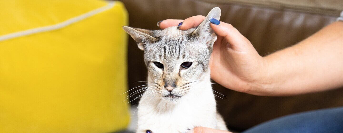 Propriétaire inspectant l'oreille de son chat