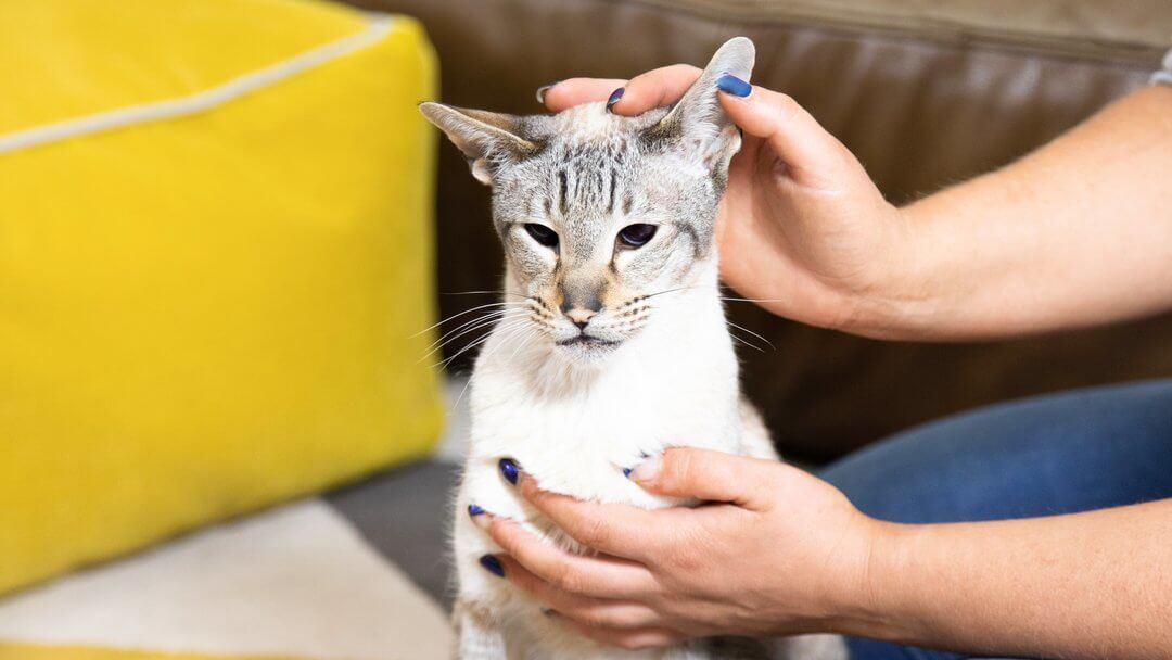 Propriétaire inspectant l'oreille de son chat
