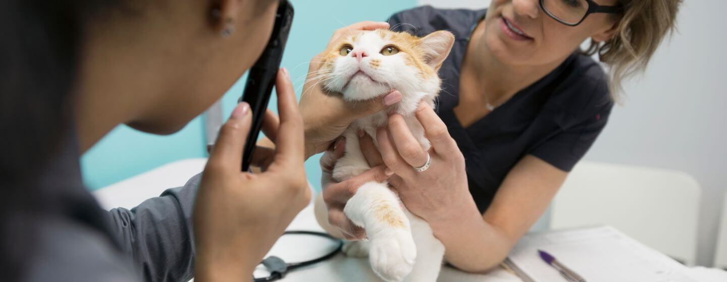vétérinaire inspectant les yeux d'un chat
