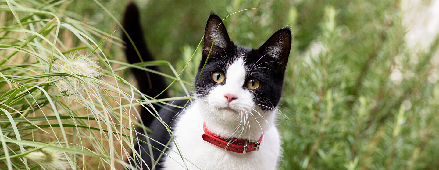 Chat noir et blanc avec un collier rouge marchant dans l'herbe longue