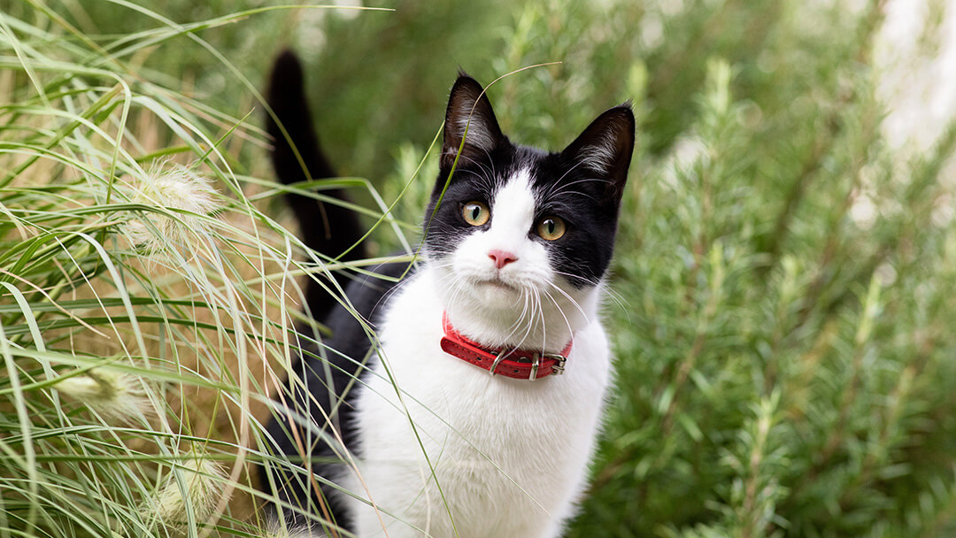 Chat noir et blanc avec un collier rouge marchant dans l'herbe longue