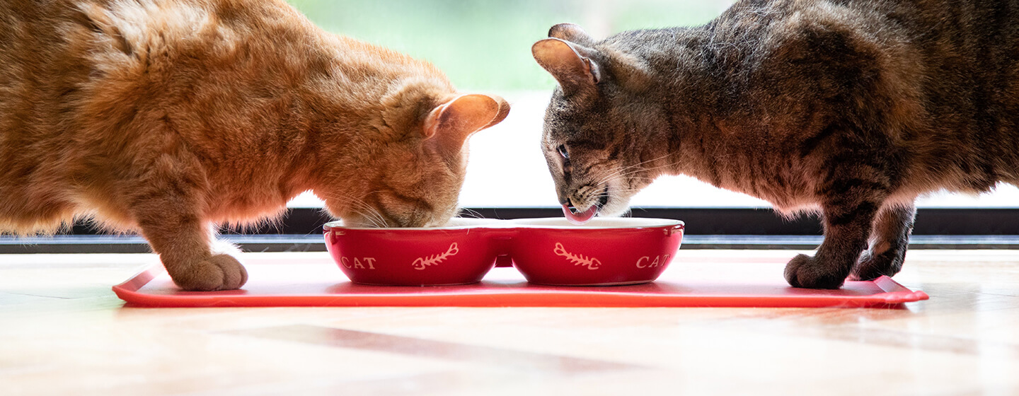 Deux chats mangeant dans un bol rouge