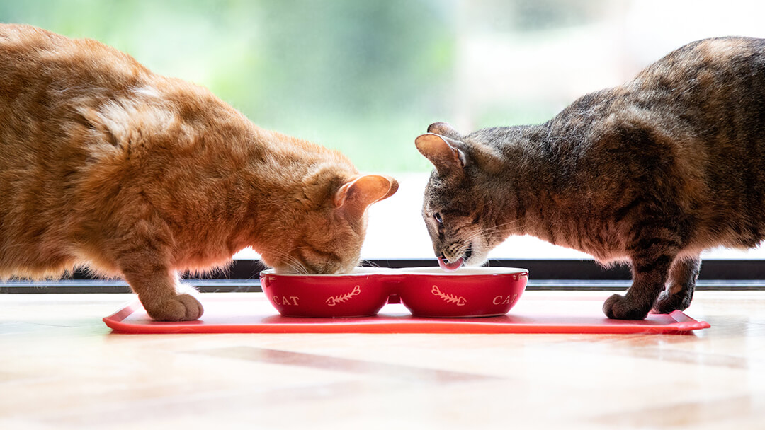 Deux chats mangeant dans un bol rouge