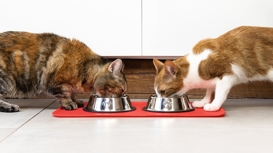 Bruine kat zit in een kattenbed