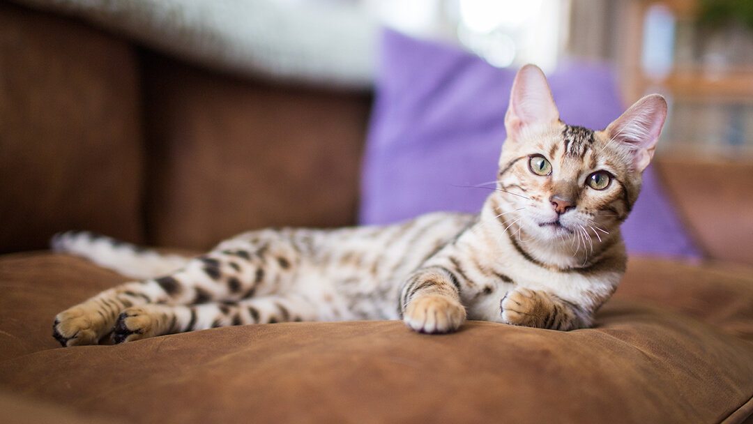 Chat portant sur une chaise avec coussin violet