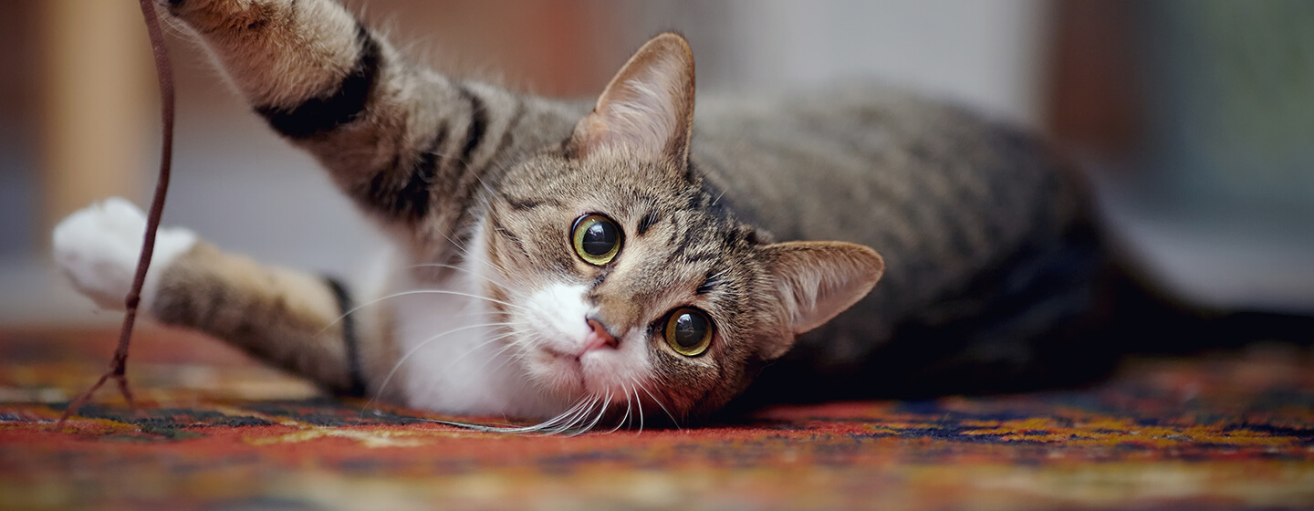 Chat portant sur un tapis jouant avec de la ficelle