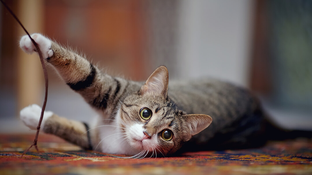 Chat portant sur un tapis jouant avec de la ficelle
