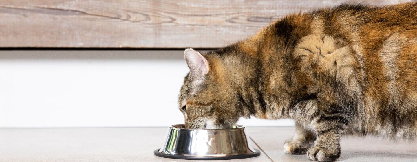 Un chat foncé boit de l'eau dans un bol en acier posé sur le sol