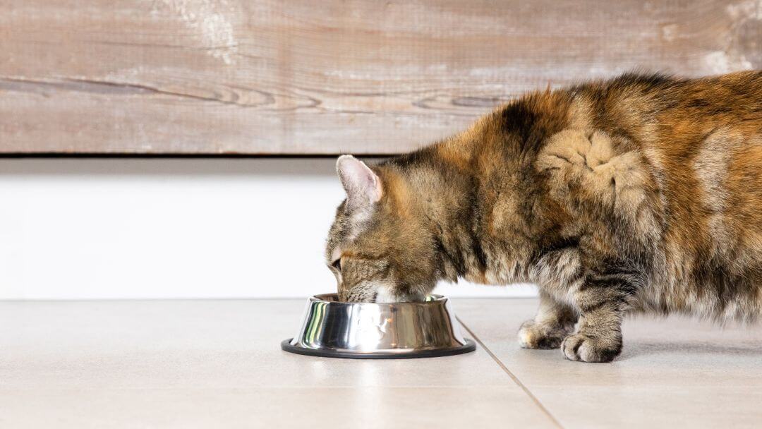 Un chat foncé boit de l'eau dans un bol en acier posé sur le sol