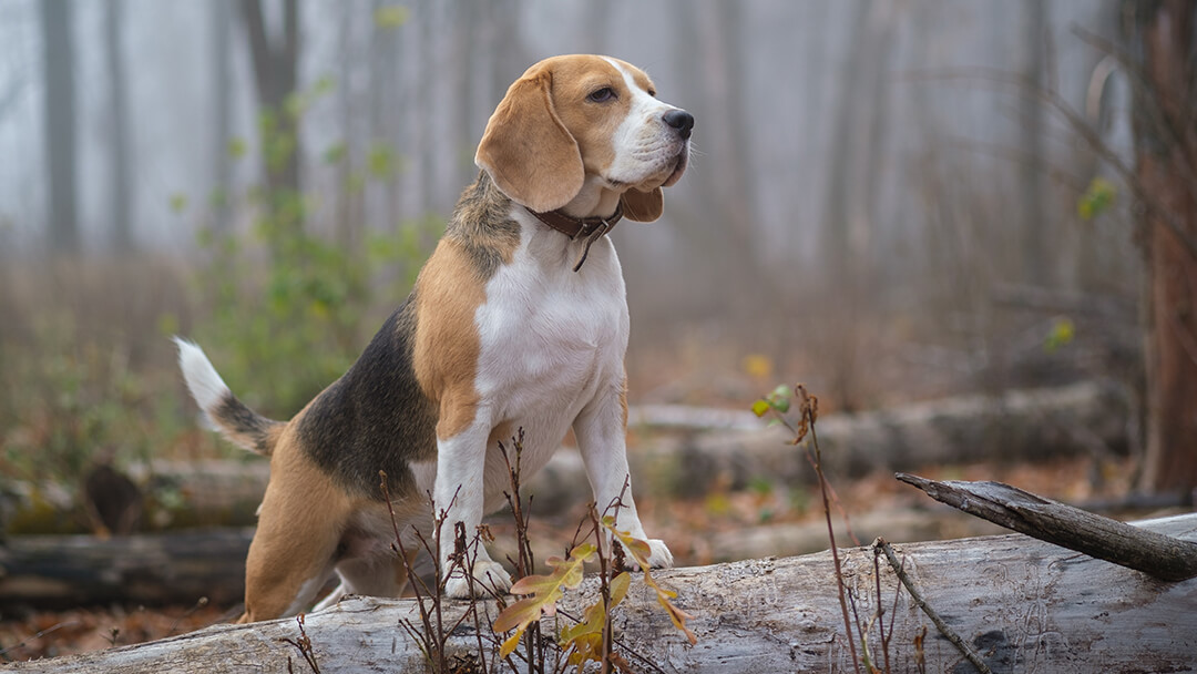 Chien debout sur journal dans les bois