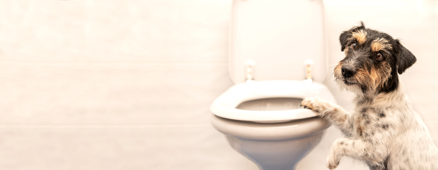 chien debout sur les toilettes