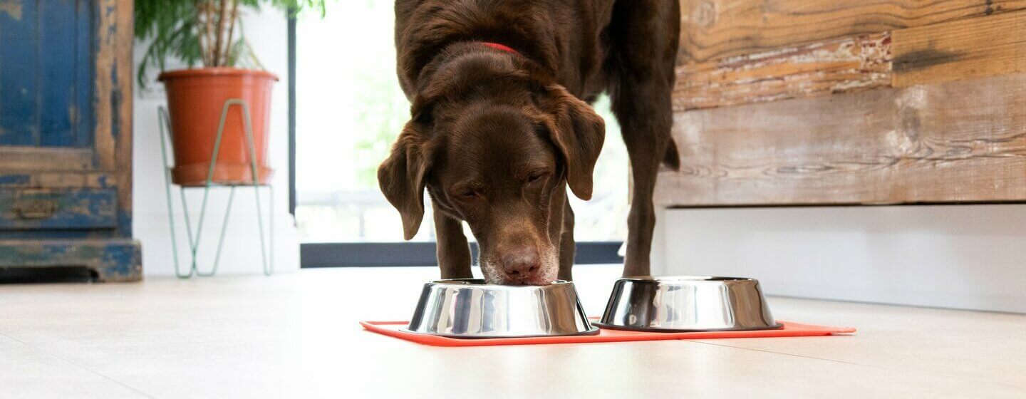 Labrador brun mange dans un bol de nourriture