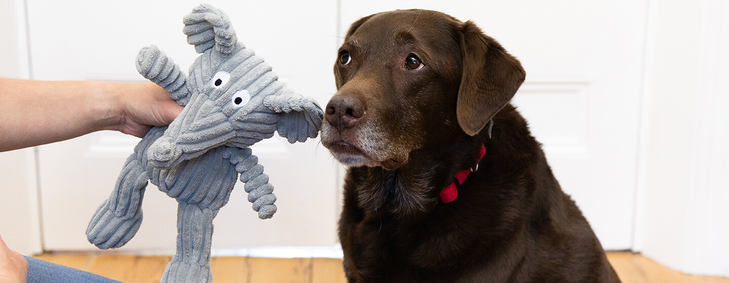 Chien triste avec jouet