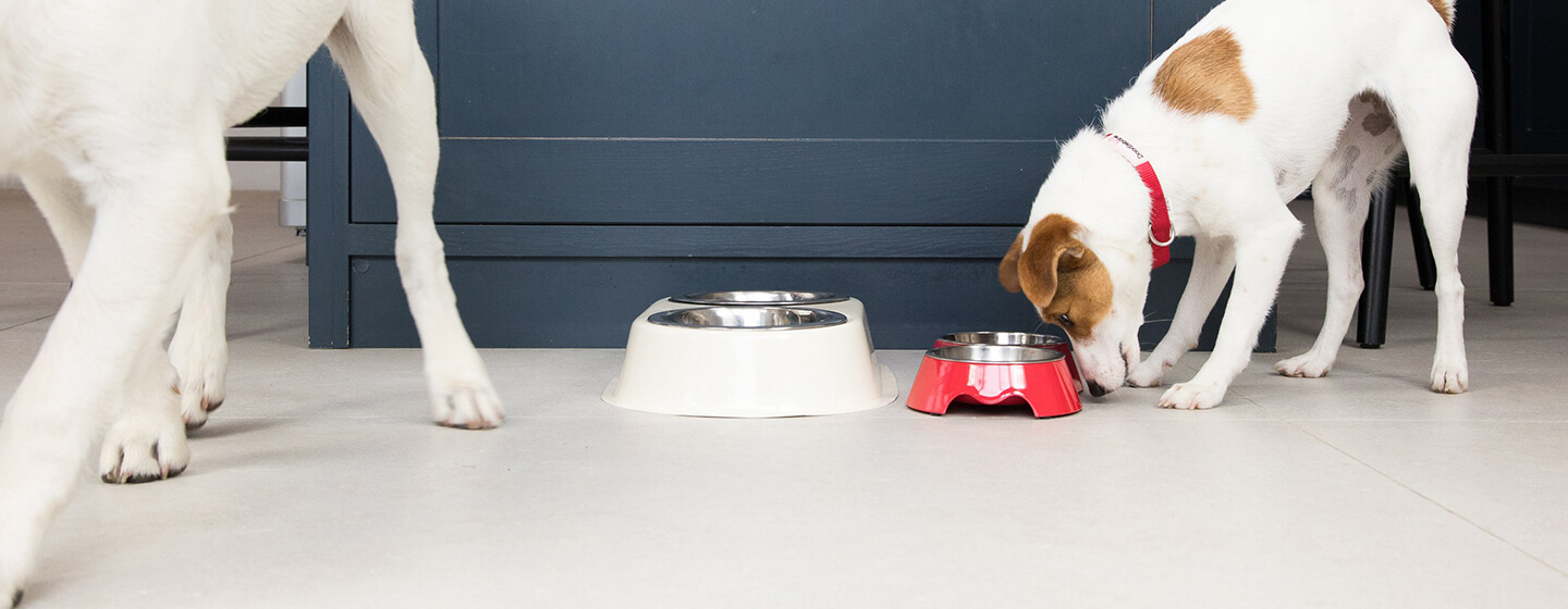 Chiot mange dans un bol