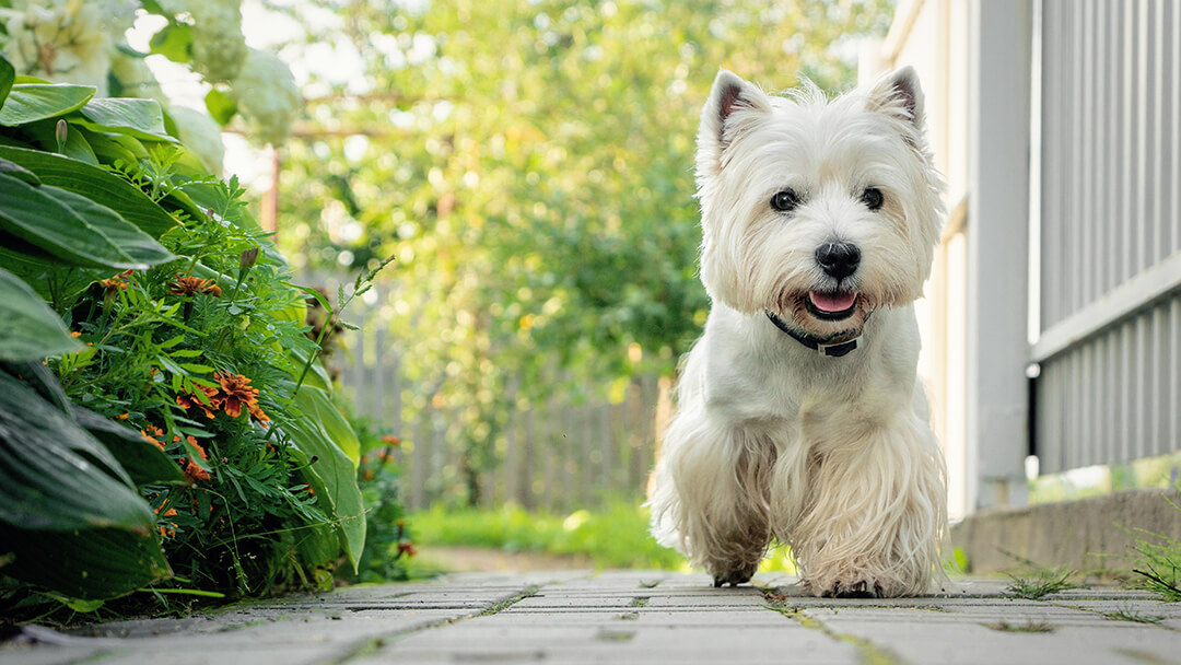 Chien marchant sur le chemin du jardin