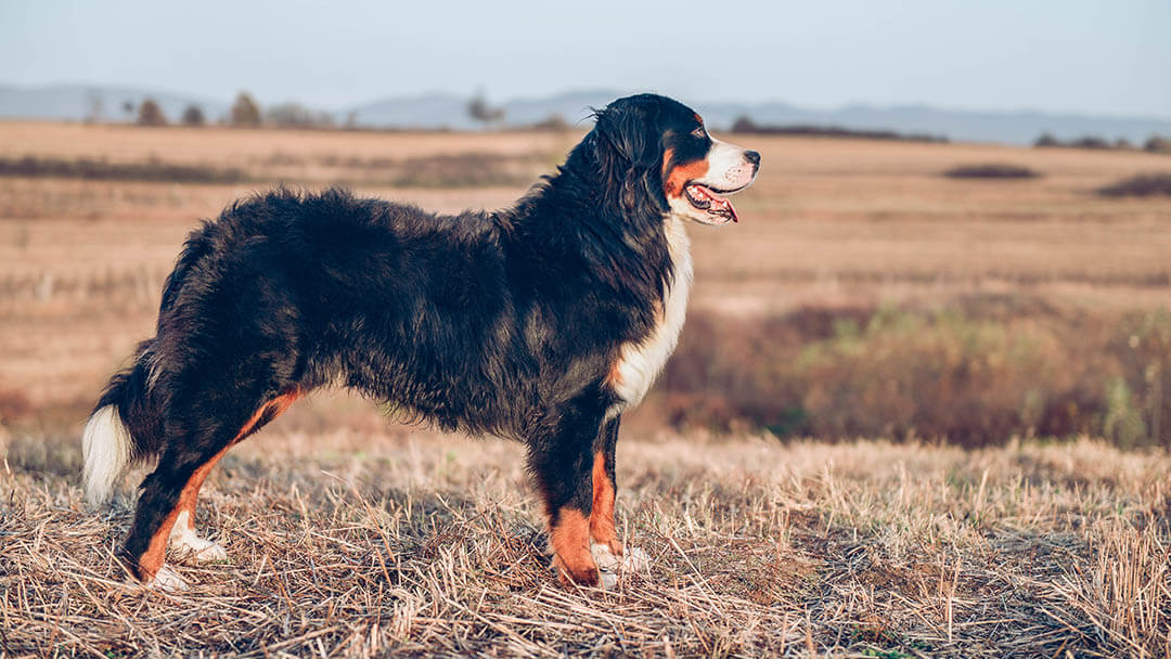 Chien debout dans le champ.