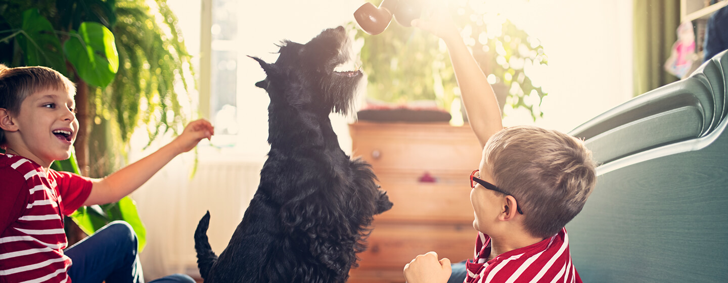 Enfants jouant avec un chien