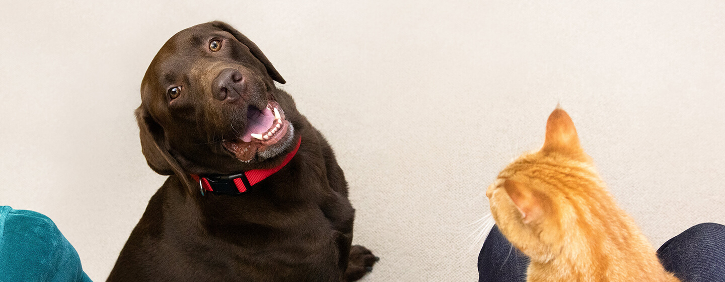 Chien brun assis regardant chat sur les genoux de la personne