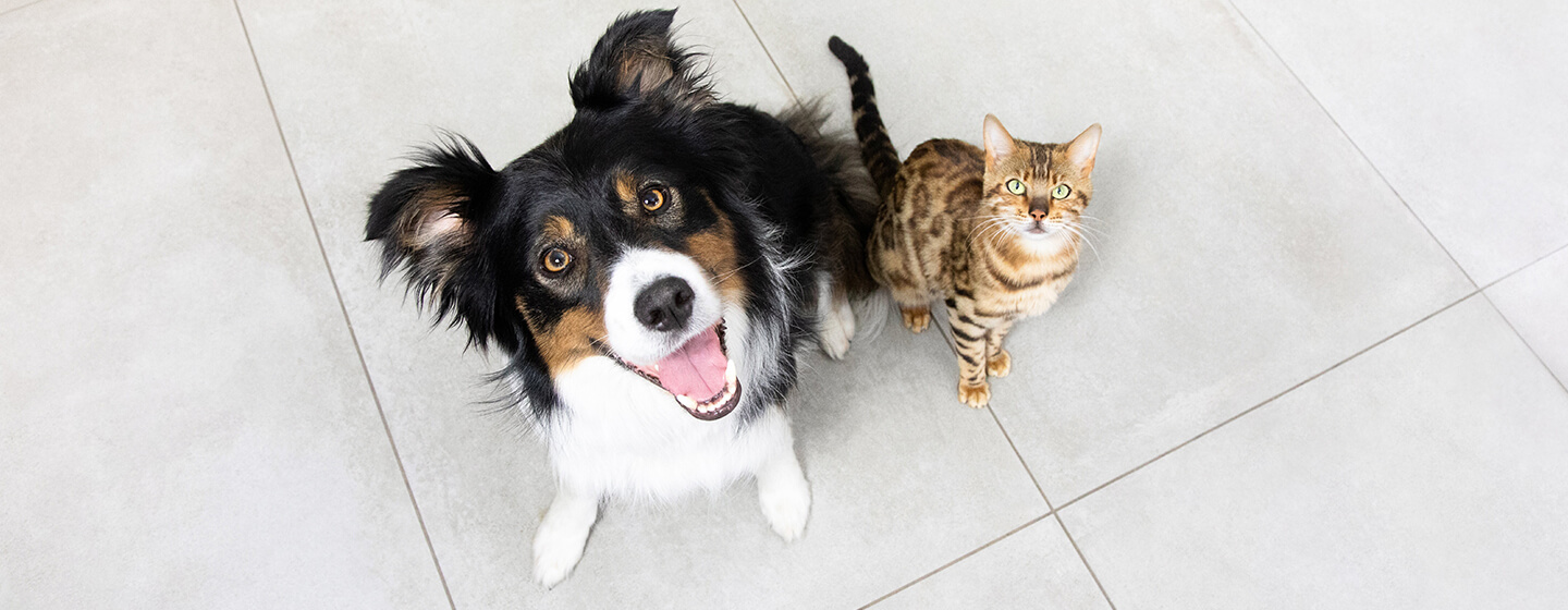 Chien et chat assis sur le sol en levant