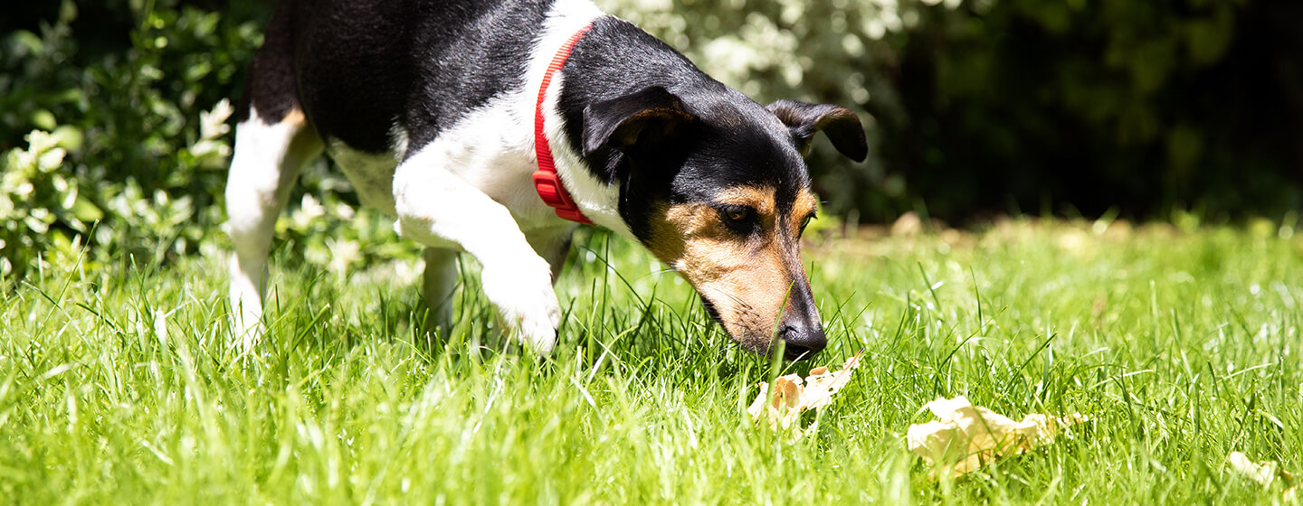 Chien reniflant l'herbe