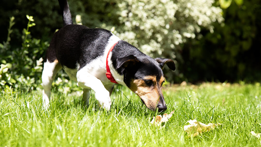 Chien reniflant l'herbe