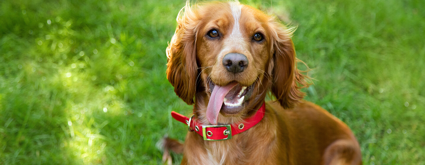 Chien en collier rouge assis sur l'herbe