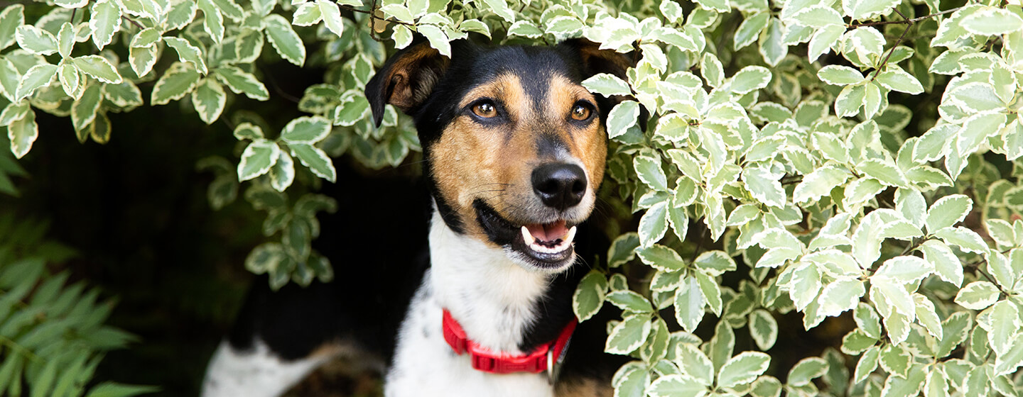 Chien assis dans les arbustes